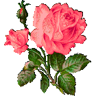 roses_smail